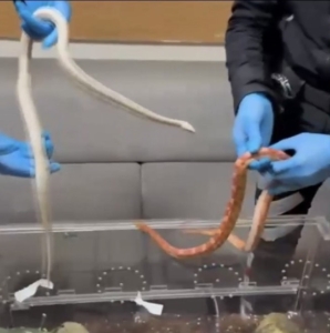 Sarıyer’de polisin durdurduğu araçtan zehirli yılanlar çıktı