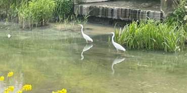 Nilüfer Çayı’nın yolunu şaşıran "ak" misafirleri