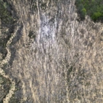 Çatalca’da ormana dökülen atık sular ağaçları kuruttu