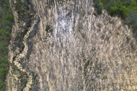 Çatalca’da ormana dökülen atık sular ağaçları kuruttu