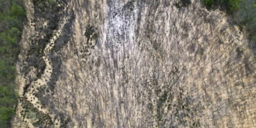 Çatalca’da ormana dökülen atık sular ağaçları kuruttu