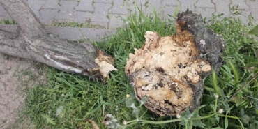 Bandırma’da fırtına hayatı olumsuz etkiledi