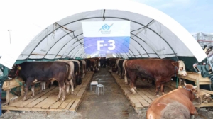 Sultangazi Belediyesi kurban alanında bayram hareketliliği