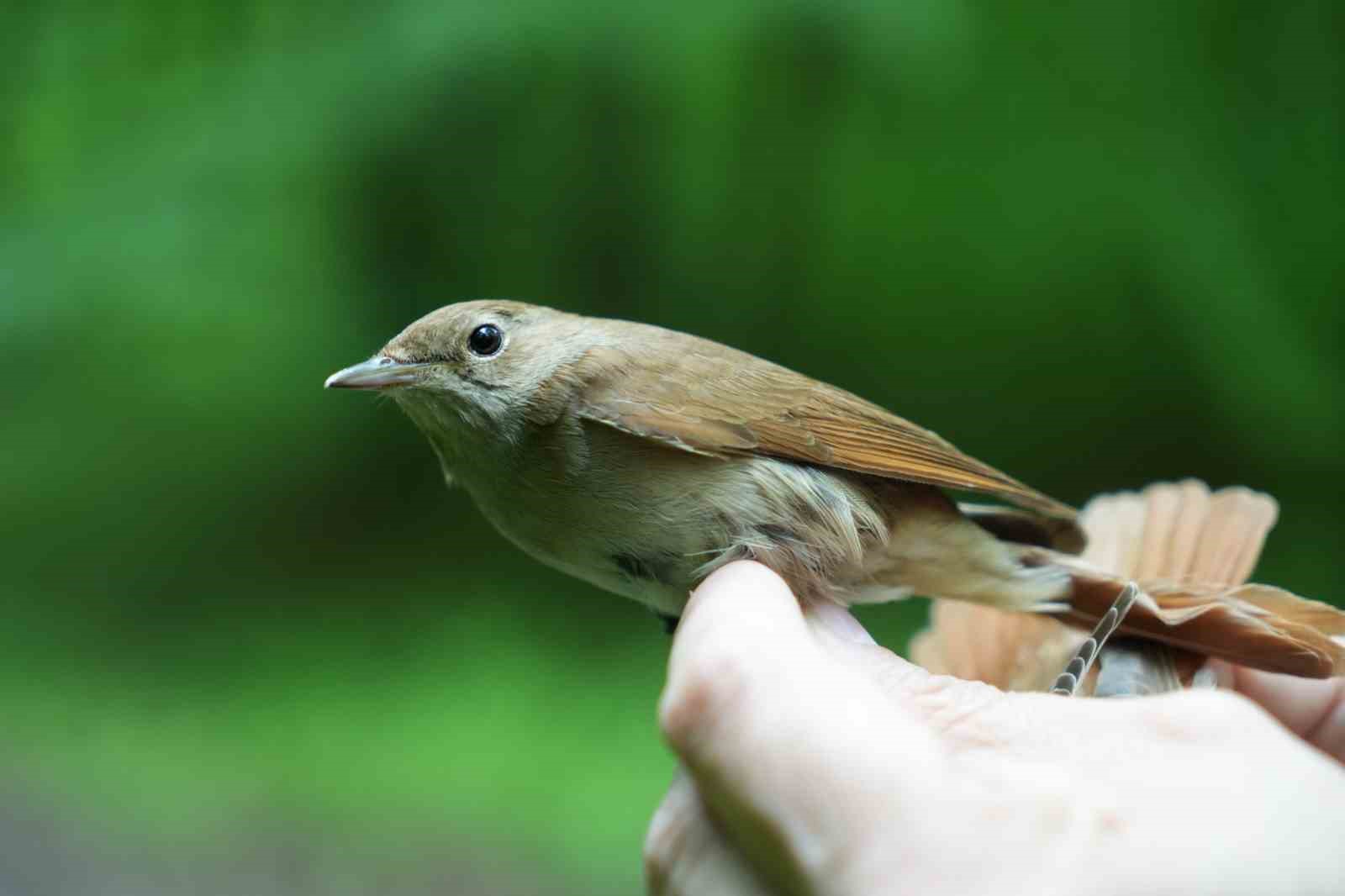 Bülbülün göç sırrı ortaya çıkıyor: "Çok ilginç veriler elde etmeye başladık"