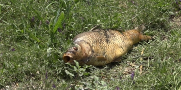 Kırklareli’nde göleti kirlettiği iddia edilen çiftliğe ceza