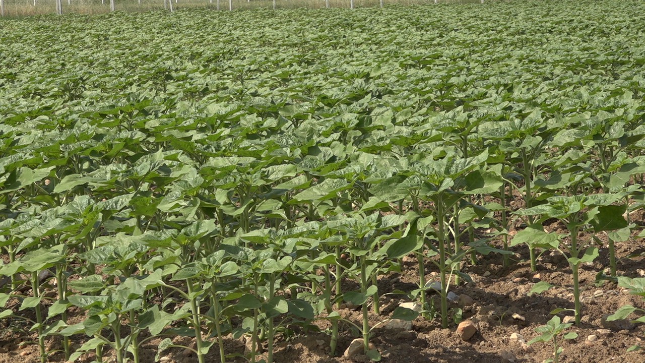 Son yağışlar çiftçinin umudu oldu: Trakya’da ayçiçeğin gelişimi hız kazandı