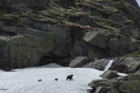 Uludağ’da kış uykusundan uyanan ayı ailesi görüntülendi
