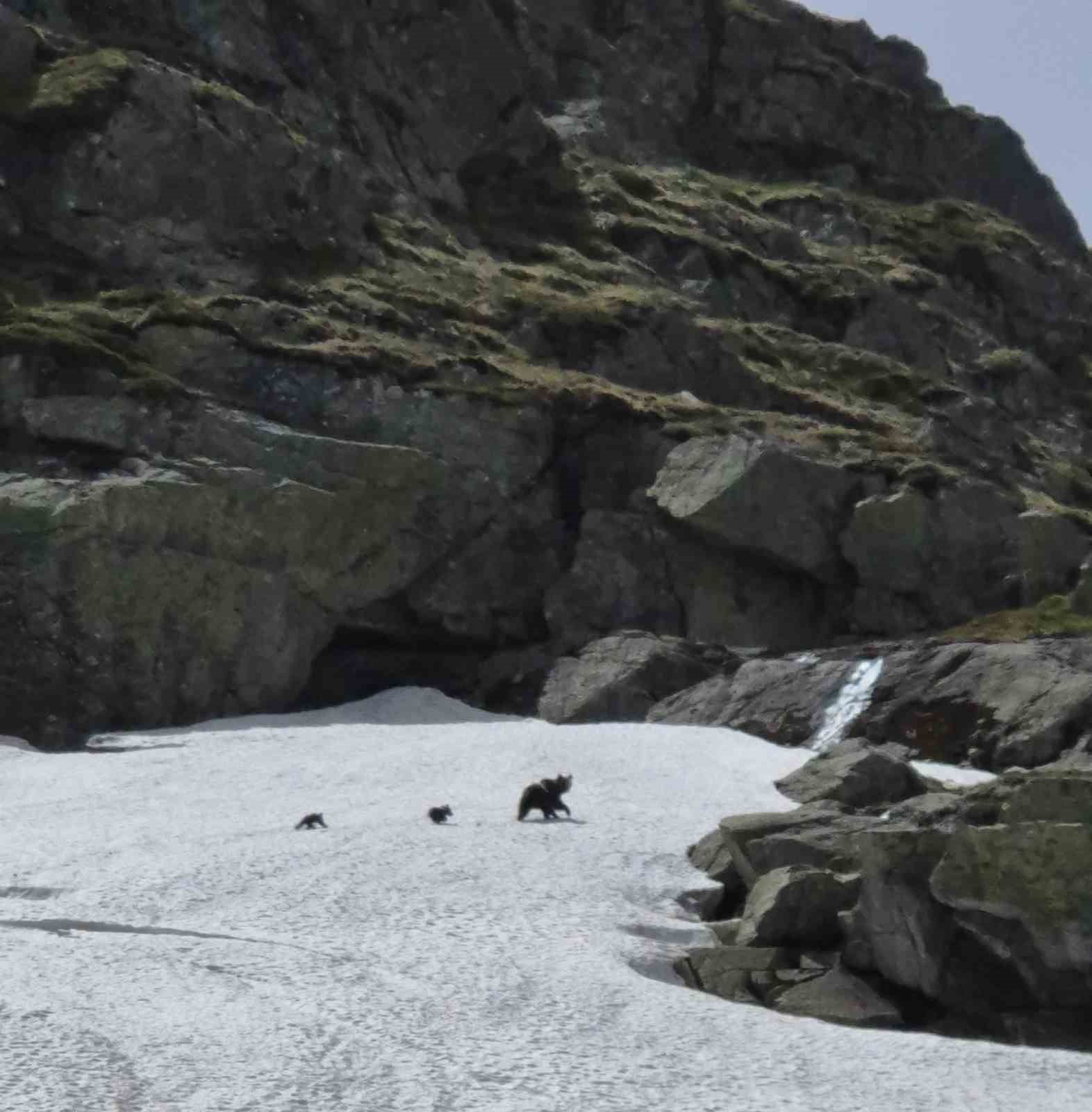 Uludağ’da kış uykusundan uyanan ayı ailesi görüntülendi