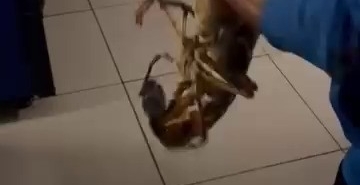 Gemlik Körfezi’nde dev istakoz yakalandı