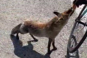 Tarihi yarımadanın maskotu olan tilki, sporcunun elinden beslendi