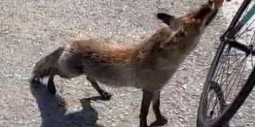 Tarihi yarımadanın maskotu olan tilki, sporcunun elinden beslendi