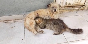 Tarçın adlı dişi köpek kedilere annelik yapıyor