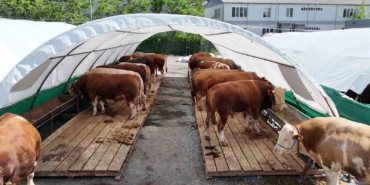 Bağcılar Belediyesi 20 bin metrekare alana kurban satış pazarı kurdu