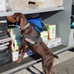 X-Ray kontrolü sırasında, beyan edilmemiş 351 bin 620 euro dedektör köpekten kaçamadı