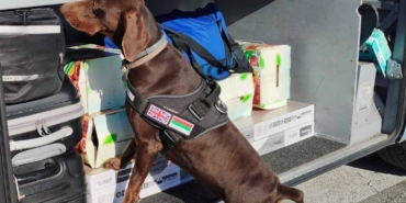 X-Ray kontrolü sırasında, beyan edilmemiş 351 bin 620 euro dedektör köpekten kaçamadı