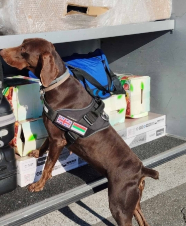 X-Ray kontrolü sırasında, beyan edilmemiş 351 bin 620 euro dedektör köpekten kaçamadı