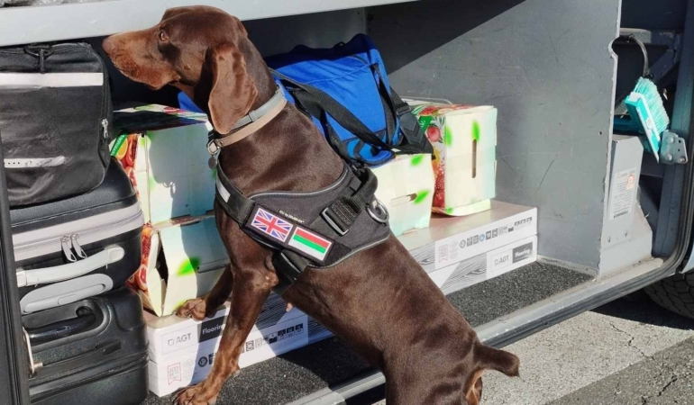 X-Ray kontrolü sırasında, beyan edilmemiş 351 bin 620 euro dedektör köpekten kaçamadı