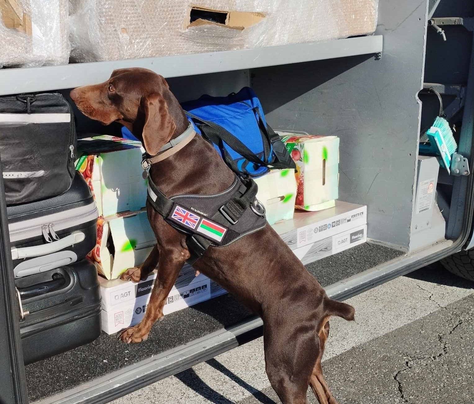 X-Ray kontrolü sırasında, beyan edilmemiş 351 bin 620 euro dedektör köpekten kaçamadı