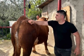 1 ton 200 kiloluk kurbanlık, araba fiyatına alıcısını bekliyor