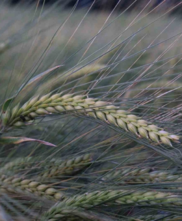 Buğday rekoltesine ilişkin ilk tahmin Hububat Kongresi’nde yapıldı