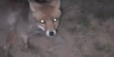 Yalova’da ormanlık alanda insanların yanına gelen tilki kamerada