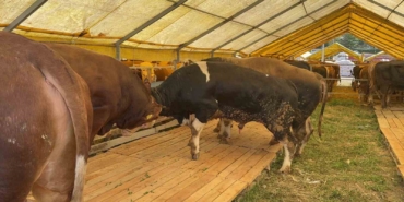 Kurban Bayramı’na sayılı günler kala İstanbul’da kurban pazarları hareketlendi