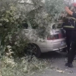Kökünden sökülen ağaç otomobilin üzerine devrildi