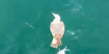 Çanakkale’de denizde oltaya takılan martı kurtarıldı