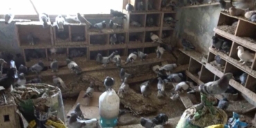 Güvercinleri için alevlerin arasında kaldı