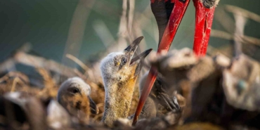 Yaren leyleğin ailesine yeni üyeler katıldı