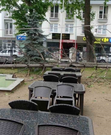 Bilecik’te çay bahçesinde bulunan dev ağaç devrildi