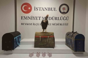 Beykoz’da horoz dövüşüne polis baskını: 21 kişiye 194 bin lira ceza