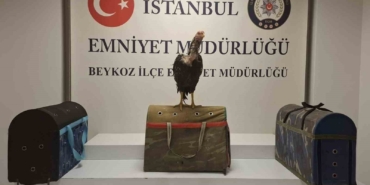 Beykoz’da horoz dövüşüne polis baskını: 21 kişiye 194 bin lira ceza