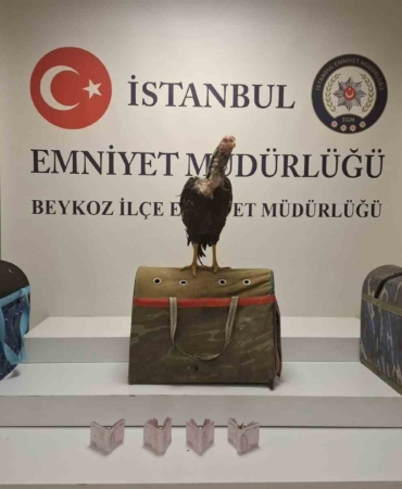 Beykoz’da horoz dövüşüne polis baskını: 21 kişiye 194 bin lira ceza