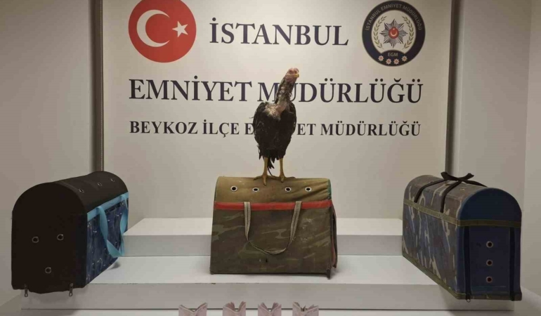 Beykoz’da horoz dövüşüne polis baskını: 21 kişiye 194 bin lira ceza