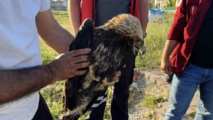 Arnavutköy’de çayırlık alanda yaralı kartal bulundu