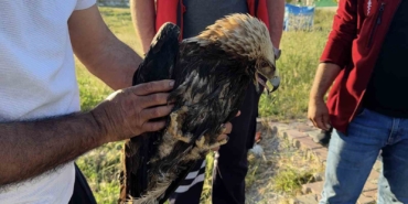 Arnavutköy’de çayırlık alanda yaralı kartal bulundu