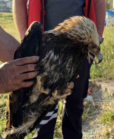Arnavutköy’de çayırlık alanda yaralı kartal bulundu