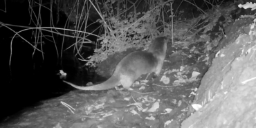 Nesli tükenmekte olan su samurunu fotokapanla görüntüledi: Sevinçten havaya uçtu