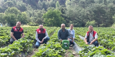 Kaymakam Özderin, çilek hasadına katıldı
