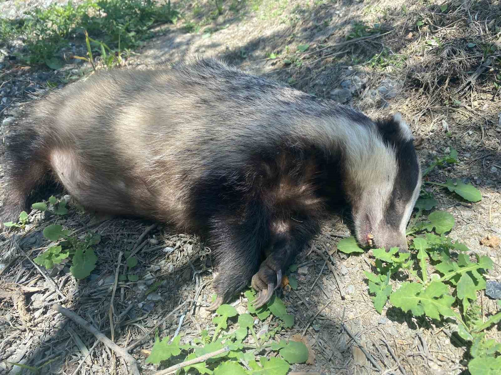 Nesli tükenme tehlikesi altında olan Avrupa porsuğu ölü bulundu