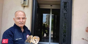 Burhaniye’de yaralı baykuş, milli parklar şefliğine teslim edildi