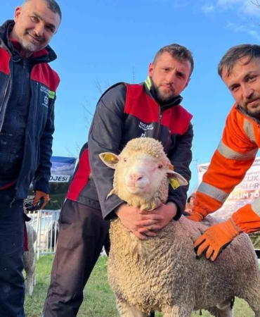 Üreticilere damızlık koç desteği