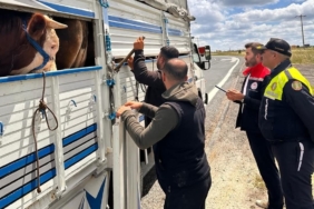 Tekirdağ’da kaçak hayvan sevkiyatına 105 bin TL ceza