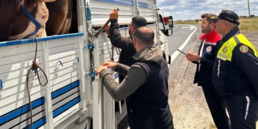 Tekirdağ’da kaçak hayvan sevkiyatına 105 bin TL ceza