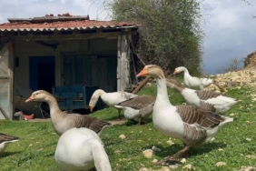 Kick boksçu "kaz tüyü" topluyor ihraç ediyor yorgan yapıyor