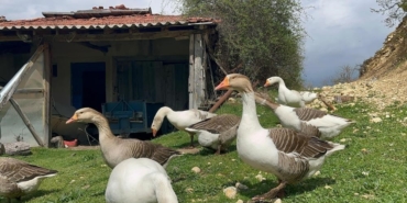 Kick boksçu "kaz tüyü" topluyor ihraç ediyor yorgan yapıyor