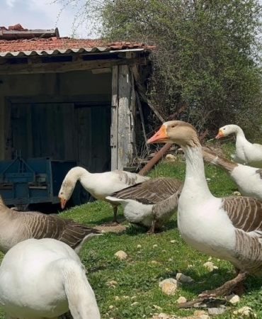 Kick boksçu "kaz tüyü" topluyor ihraç ediyor yorgan yapıyor