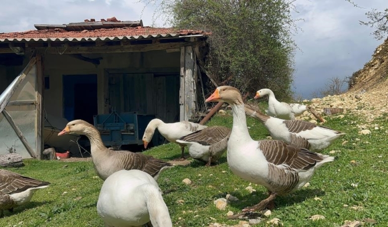 Kick boksçu "kaz tüyü" topluyor ihraç ediyor yorgan yapıyor