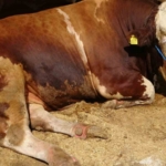 Sultanbeyli Kurban Pazarı’nda dev rekabet: ‘Şampiyon’ ve ‘İmparator’ karşı karşıya